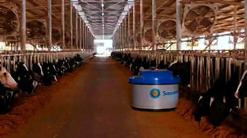 牧场智能养牛技术 喂料 产奶都做到智能化,你会去养牛吗