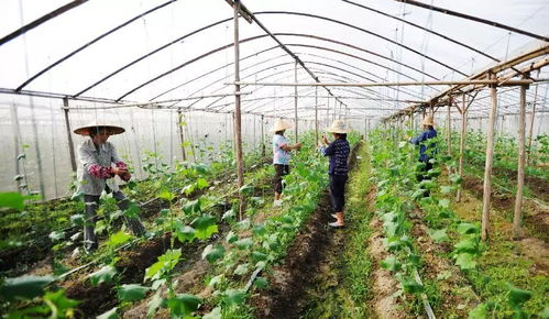 实用技术 夏季来临,蔬菜温室管理有技巧 注意温度的控制