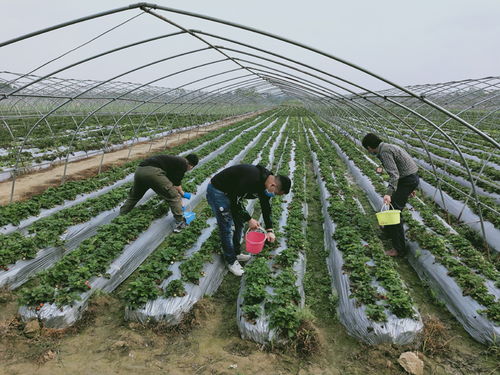 合浦 加强农产品质量安全监测 确保疫情期间种植业农产品质量安全