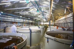 以色列RAS公司率先在陆地上开展鲑鱼养殖,并瞄准循环水对虾养殖