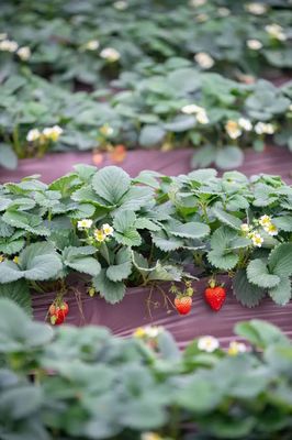 小草莓大产业 “莓”好生活在黄陂