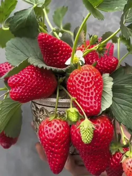 奶油草莓产量高味道好超甜好种植好管理 草莓 优质农产品 草莓种植