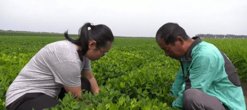 种粮食怎么挣钱 来自产粮大县高密的家庭农场主这样说