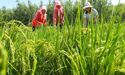 张掖甘州古法种植科学管护助农增收凤凰网甘肃 凤凰网